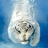 user_img