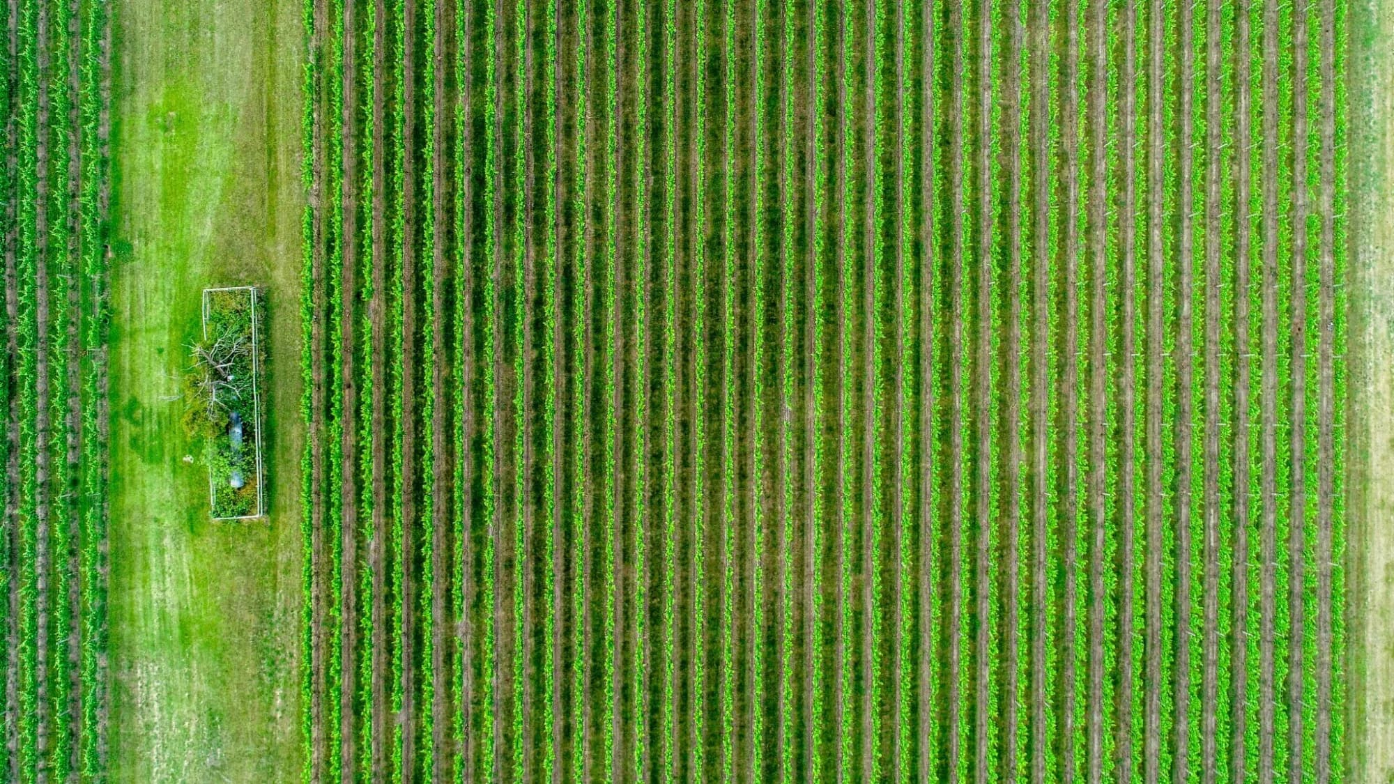 Google DeepMind Takes India-Built Agri AI Models to 6 African Nations
