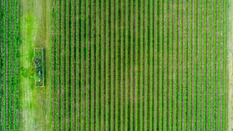 Google DeepMind Takes India-Built Agri AI Models to 6 African Nations