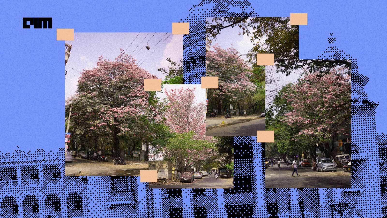 Mapping Bengaluru's Pink Blossoms: These Techies are Using AI to Track 27,000 Trees