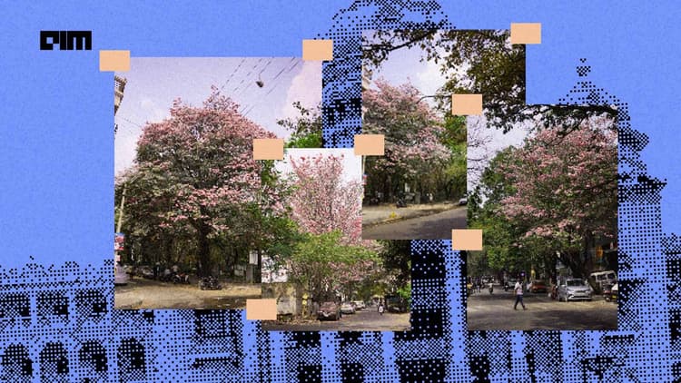 Mapping Bengaluru's Pink Blossoms: These Techies are Using AI to Track 27,000 Trees