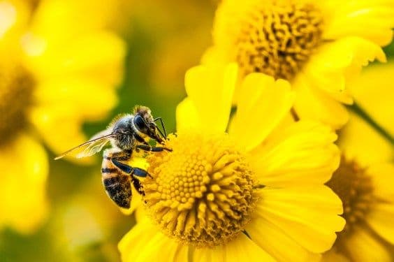Amazonâs Bee launches two new personal AI devices, starting at $75