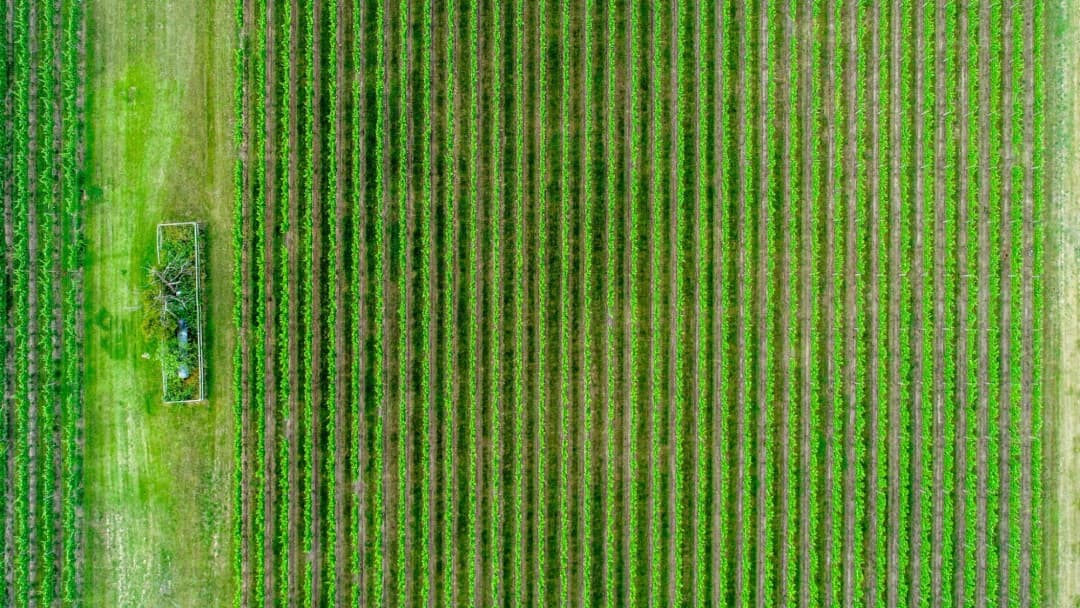 Google DeepMind Takes India-Built Agri AI Models to 6 African Nations
